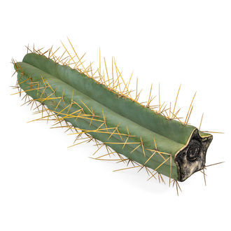 Antorcha Boliviana XL (Echinopsis bridgesii)