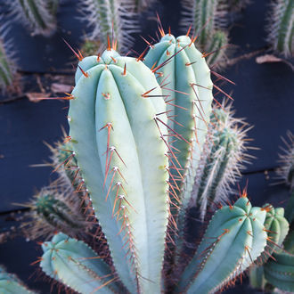 Antorcha Boliviana XL (Echinopsis bridgesii)