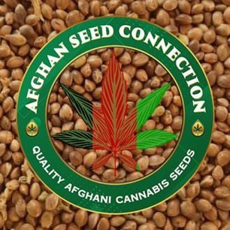 Herat (Afghan Seed Connection) regular