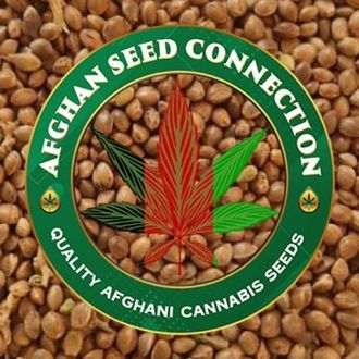 Bamiyan Buddha (Afghan Seed Connection) regular