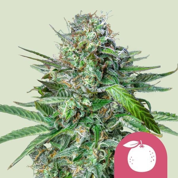バクバクファクトリーページ　Tangie Tangie | Royal Queen Seeds