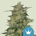 Royal Highness (Royal Queen Seeds) feminizada