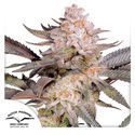 Orange Bud 2.0 (Dutch Passion) feminizada