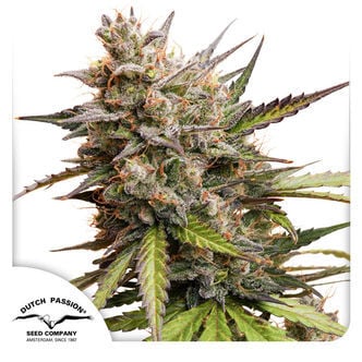 Auto Melonade Runtz (Dutch Passion) feminizada