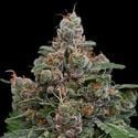 Sun of a Peach (Anesia Seeds) feminizada