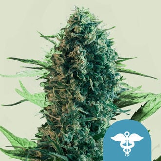 Royal Medic (Royal Queen Seeds) feminizada