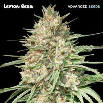 Lemon Bean (Advanced Seeds) feminizada