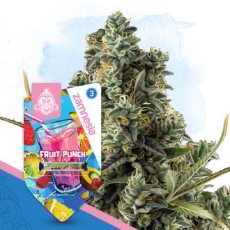 Club Tropicana Pack - Variedades feminizadas