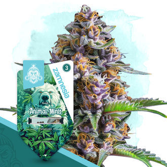 Pack Wild Things - Variedades feminizadas