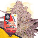 Pack Full Throttle - Variedades feminizadas