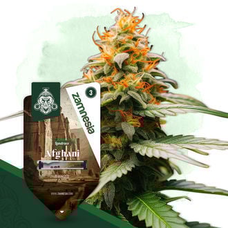 Pack de variedades Landrace - Variedades feminizadas