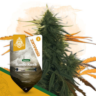 Pack de variedades Landrace - Variedades feminizadas