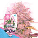 Pack Desserts - Variedades autoflorecientes