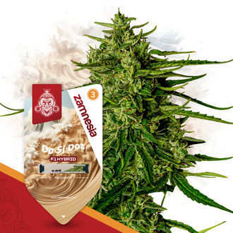 Pack F1 Power - Semillas de híbridos F1