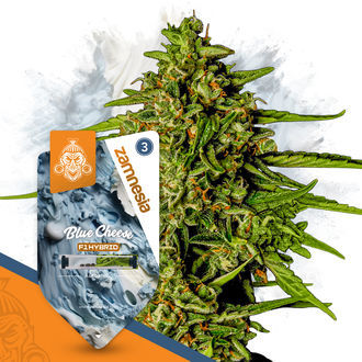 Pack Super THC - Semillas de híbridos F1