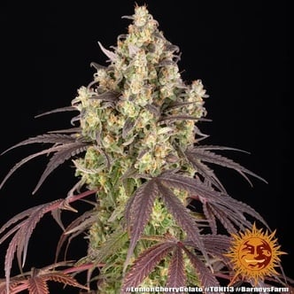 Lemon Cherry Gelato (Barney's Farm x Backpackboyz) feminizada