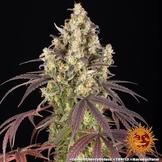 Lemon Cherry Gelato (Barney's Farm x Backpackboyz) feminizada