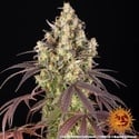 Lemon Cherry Gelato (Barney's Farm x Backpackboyz) feminizada