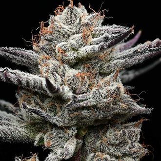 Black Cherry Gushers (Barney's Farm x Backpackboyz) feminizada