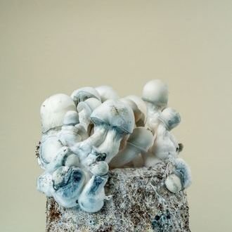 MycoBag 'Tidal Wave Ape'