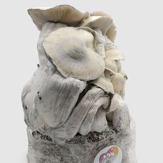 MycoBag ‘Whitebilly’