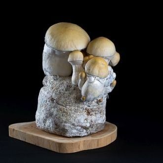 MycoBag ‘Whitebilly’