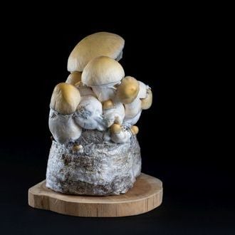 MycoBag ‘Whitebilly’