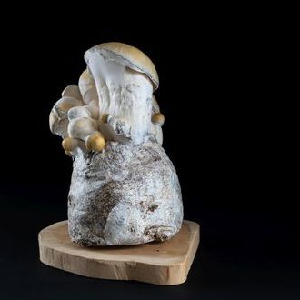 MycoBag ‘Whitebilly’