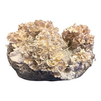 Bolsa de cultivo Ready-2-Grow 'Enigma' de Zamnesia