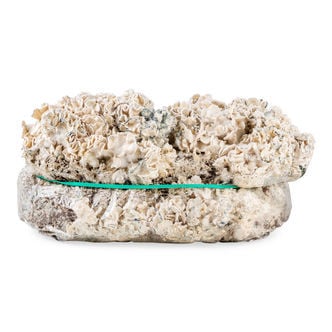 Bolsa de cultivo Ready-2-Grow 'Enigma' de Zamnesia
