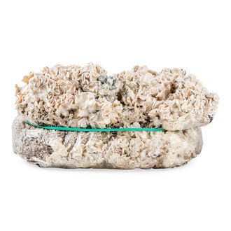 Bolsa de cultivo Ready-2-Grow 'Enigma' de Zamnesia