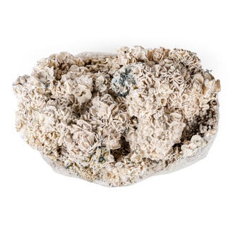 Bolsa de cultivo Ready-2-Grow 'Enigma' de Zamnesia