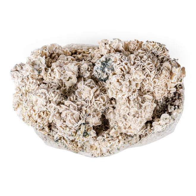 Compra la bolsa de cultivo Ready-2-Grow con micelio de Enigma