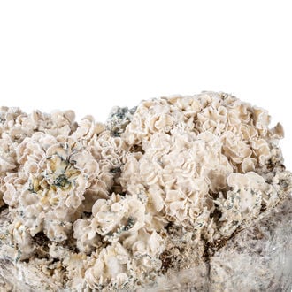 Bolsa de cultivo Ready-2-Grow 'Enigma' de Zamnesia