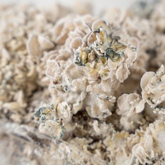 Bolsa de cultivo Ready-2-Grow 'Enigma' de Zamnesia