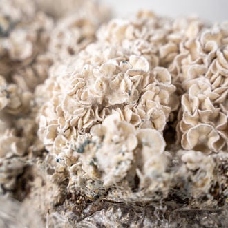 Bolsa de cultivo Ready-2-Grow 'Enigma' de Zamnesia