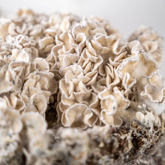 Bolsa de cultivo Ready-2-Grow 'Enigma' de Zamnesia