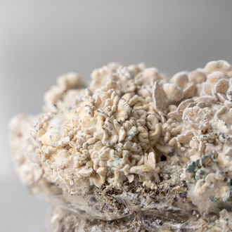 Bolsa de cultivo Ready-2-Grow 'Enigma' de Zamnesia