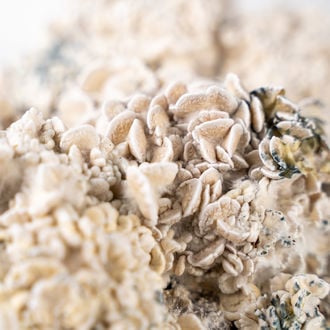 Bolsa de cultivo Ready-2-Grow 'Enigma' de Zamnesia