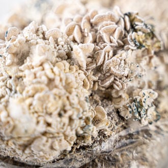 Bolsa de cultivo Ready-2-Grow 'Enigma' de Zamnesia