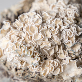 Bolsa de cultivo Ready-2-Grow 'Enigma' de Zamnesia