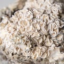 Bolsa de cultivo Ready-2-Grow 'Enigma' de Zamnesia