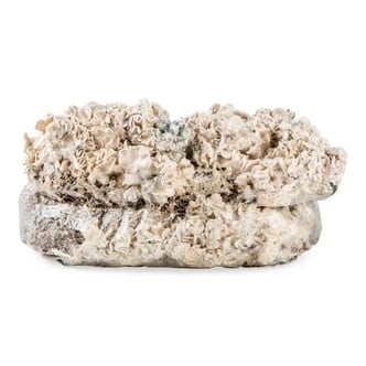 Bolsa de cultivo Ready-2-Grow 'Enigma' de Zamnesia