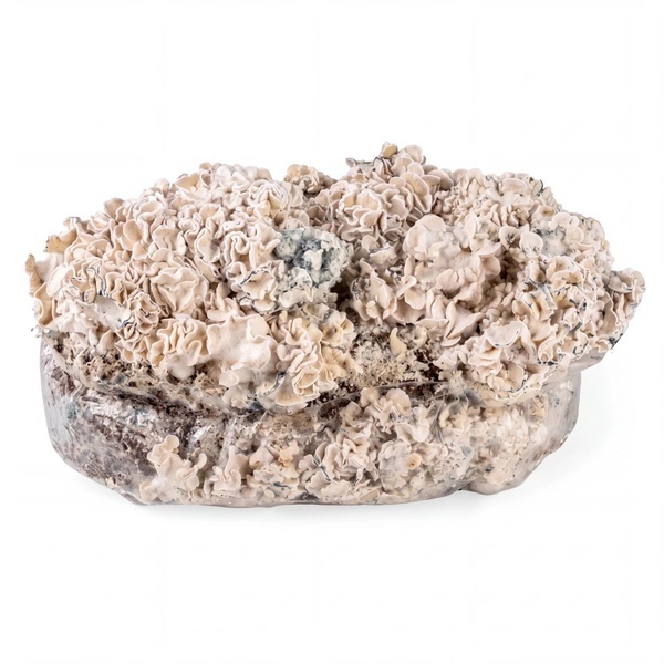 Bolsa de cultivo Ready-2-Grow 'Enigma' de Zamnesia