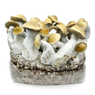Bolsa de cultivo Ready-2-Grow 'Makilla Gorilla' de Zamnesia
