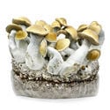Bolsa de cultivo Ready-2-Grow 'Makilla Gorilla' de Zamnesia