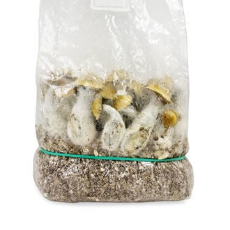 Bolsa de cultivo Ready-2-Grow 'Makilla Gorilla' de Zamnesia