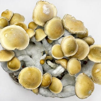 Bolsa de cultivo Ready-2-Grow 'Makilla Gorilla' de Zamnesia