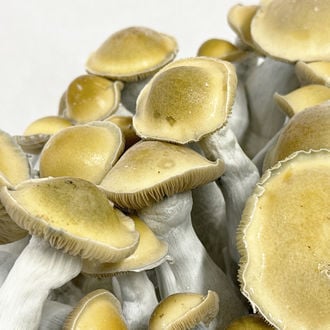 Bolsa de cultivo Ready-2-Grow 'Makilla Gorilla' de Zamnesia