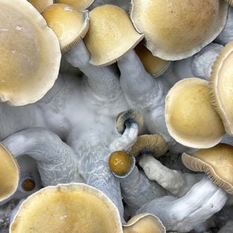 Bolsa de cultivo Ready-2-Grow 'Makilla Gorilla' de Zamnesia